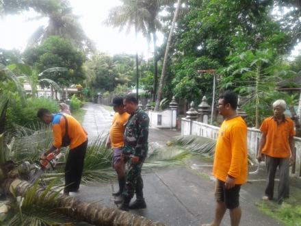 Hujan Deras Yang Mengguyur Desa Trimurti Dari Rabu Sore Sebabkan Pohon Tumbang di Dusun Proketen