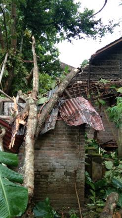 Hujan Deras Disertai Angin Sebabkan Pohon Tumbang di Beberapa Dusun